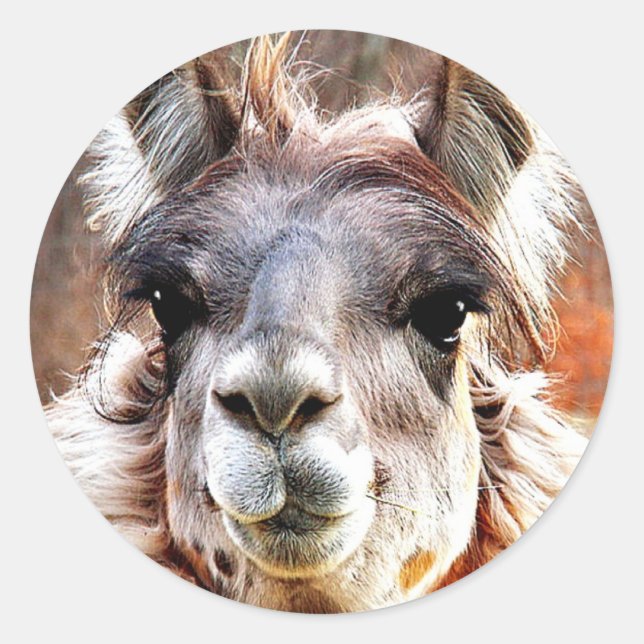 Llama Classic Round Sticker (Front)