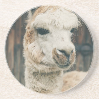 Llama Close Up Coaster