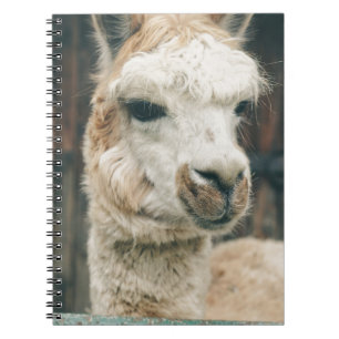 Llama Close Up Notebook