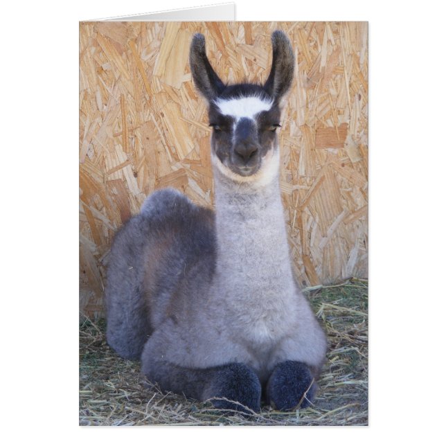 Llama Cria - blanc (Devant)