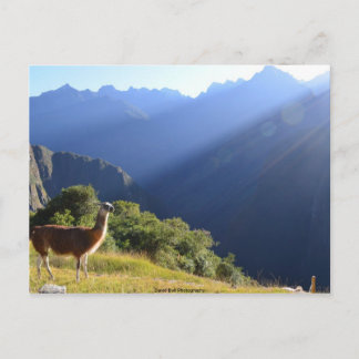 Llama dans la carte postale des Andes