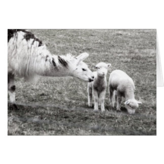Llama et agneaux