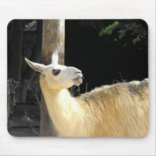 Llama feeding mouse pad