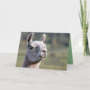 Llama Happy Anniversary  Happy Anniversary llama Card