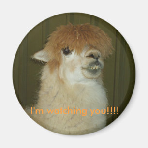 Llama, I'm watching you!!!! Magnet