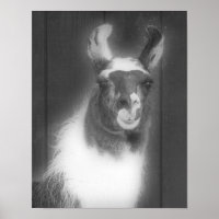 Llama In Black And White Animal