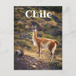 Llama in Chile Postcard