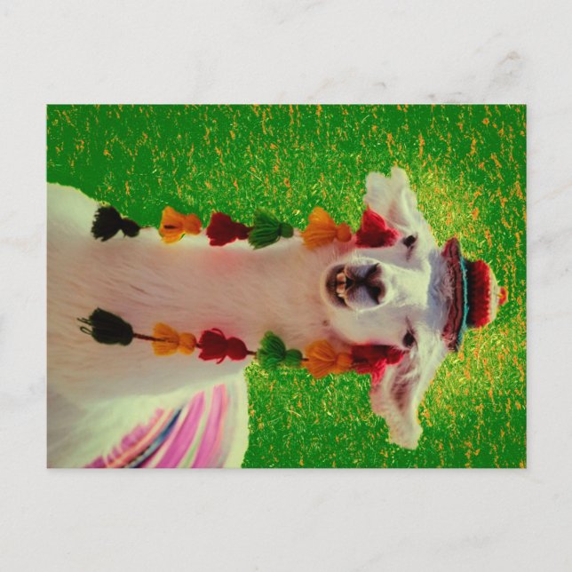 Llama in Chiloe-Chile with ornaments Announcement Postcard (Front)