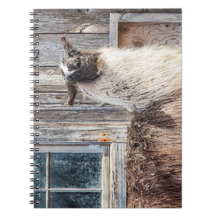 Llama in front of a barn notebook