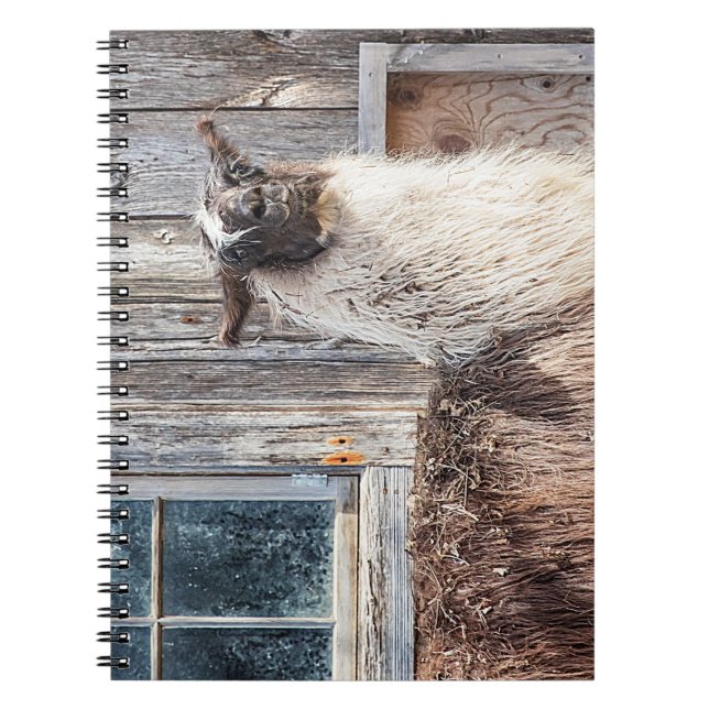 Llama in front of a barn notebook (Front)