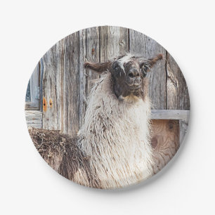 Llama in front of a barn paper plate