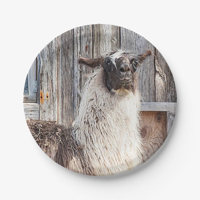 Llama in front of a barn paper plate (Front)