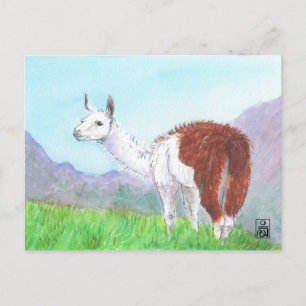 Llama in the Andes Postcard