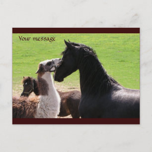 Llama kiss Cartes postales