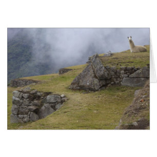 Llama (Lama glama) amongst the Inca terraces at
