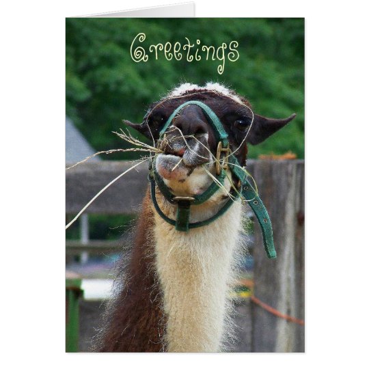 Llama Llunch, Greetings Card