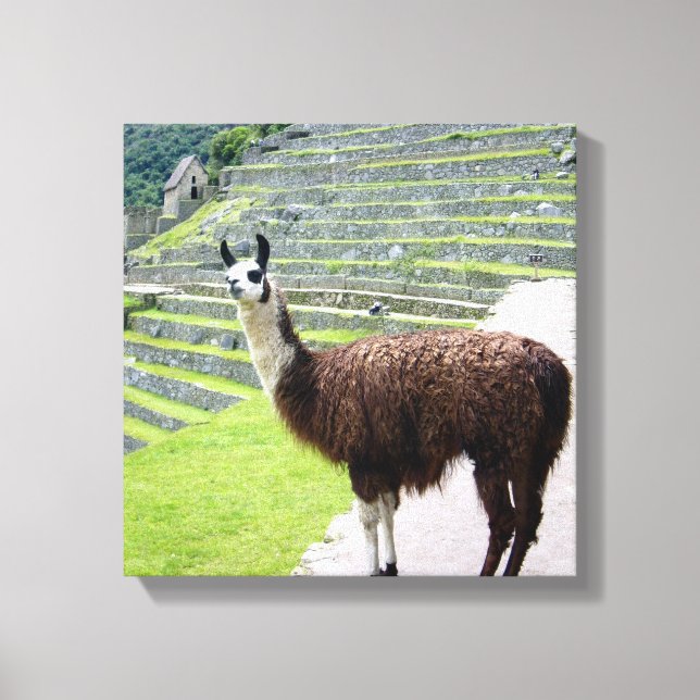 llama looks canvas print (Front)