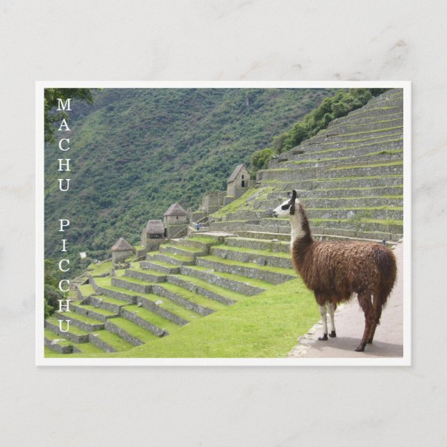 llama machu picchu postcard (Front)