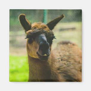 Llama Magnet