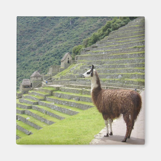 llama magnet (Front)