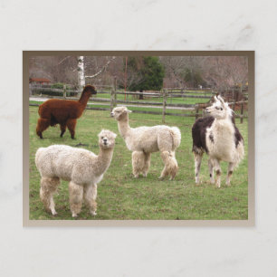 Llama Melange ~ postcard