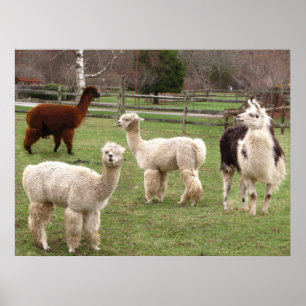 Llama Melange ~ print