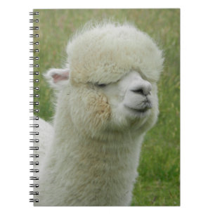 Llama Notebook