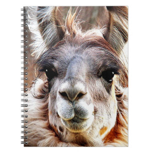 Llama Notebook