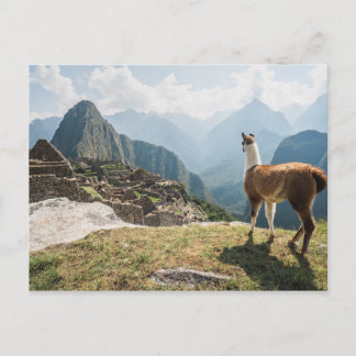 Llama Overlooking Ruins | Machu Picchu, Peru Postcard