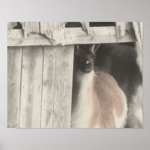 Llama Peeking From Barn Partial Color Poster