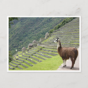llama peru postcard