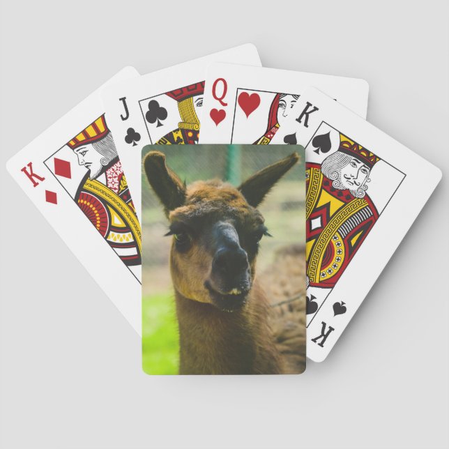 Llama Playing Cards (Back)