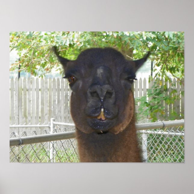 Llama posing for camera poster (Front)