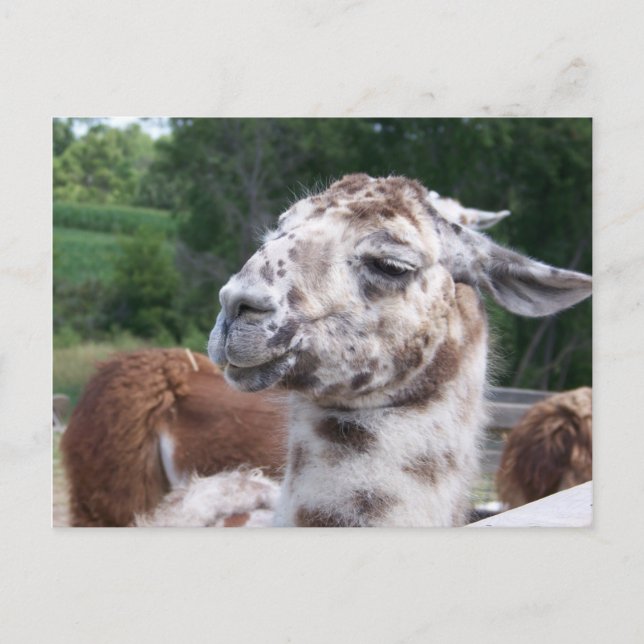 Llama Postcard (Front)