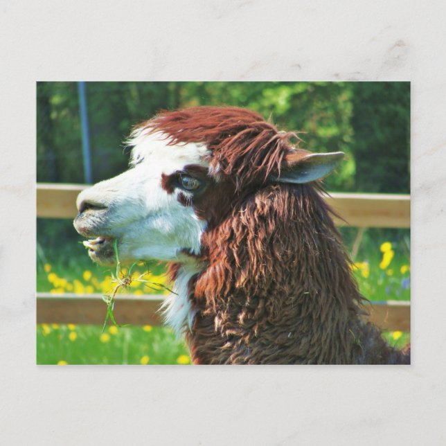Llama - Postcard (Front)