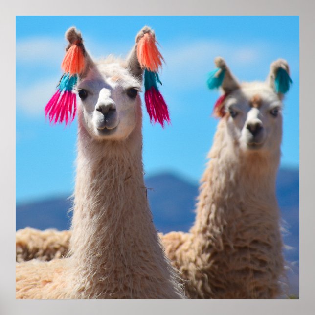 Llama Poster Art (Front)
