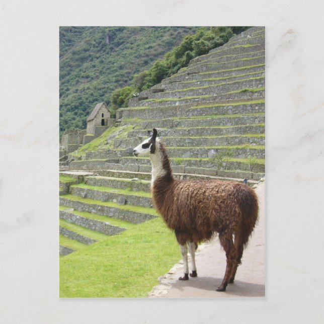 llama pride postcard (Front)