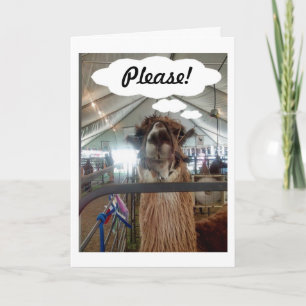 LLAMA SAYS "PLEASE-SAY YOU LOVE ME, TOO!" HOLIDAY CARD