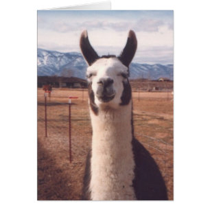 "Llama souriante"
