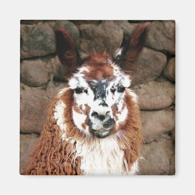 llama stare magnet (Front)