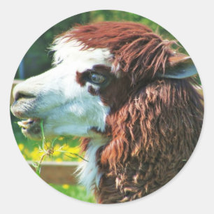 Llama - Sticker