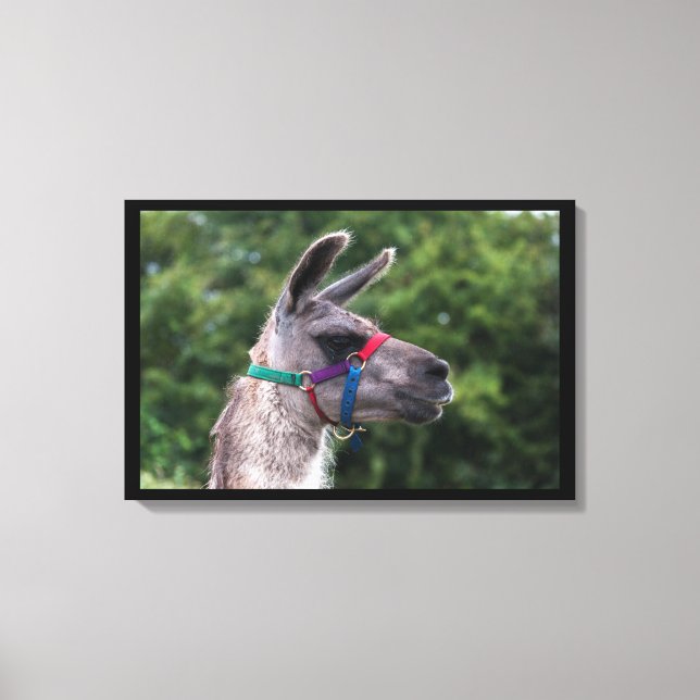 Llama Superiority Canvas Print (Front)
