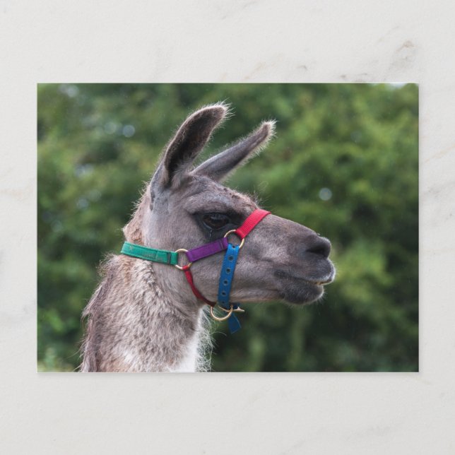 Llama Superiority Postcard (Front)