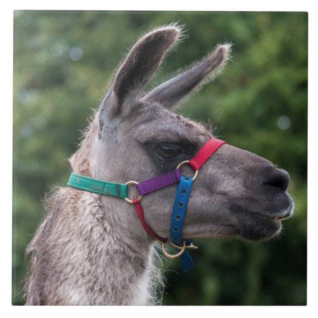 Llama Superiority Tile (Front)