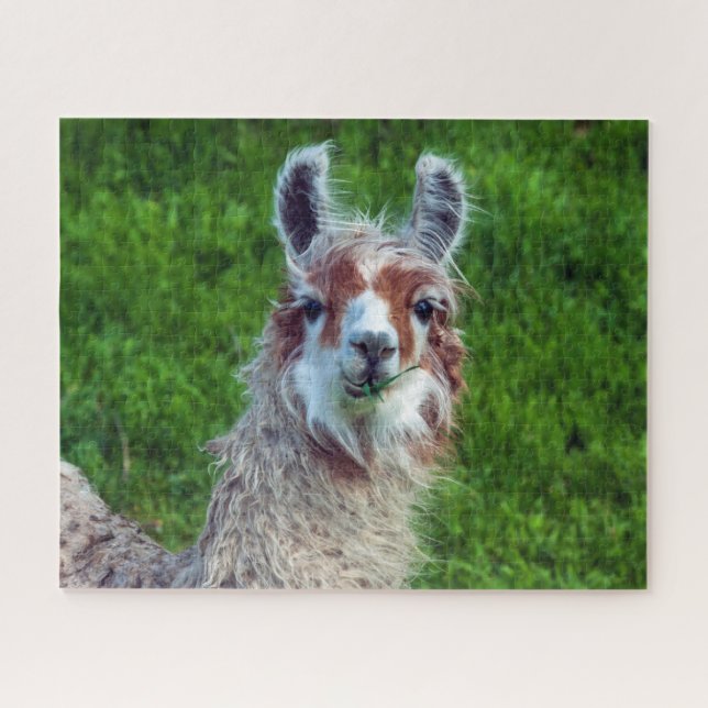 Llama sur une ferme, Jigsaw Puzzle (Horizontal)