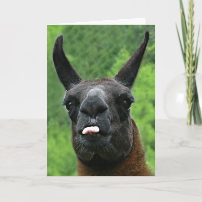 Llama with Attitude - Sticking out Tongue Photo Card (Front)