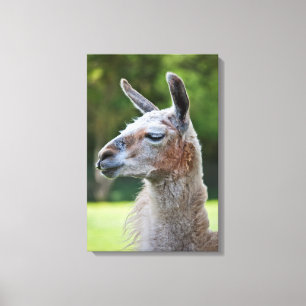Llama Wrapped Canvas Print