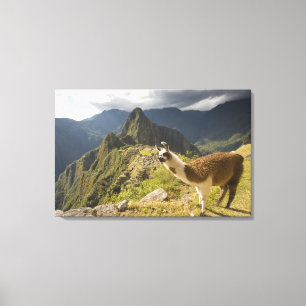 LLamas and an over look of Machu Picchu, Canvas Print
