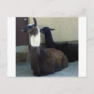 Llamas as the Zoo image Postcard