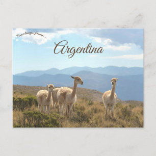 Llamas in Humahuaca Argentina Postcard